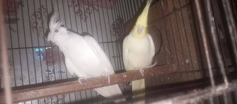 cocktails breeder pair for sale 3