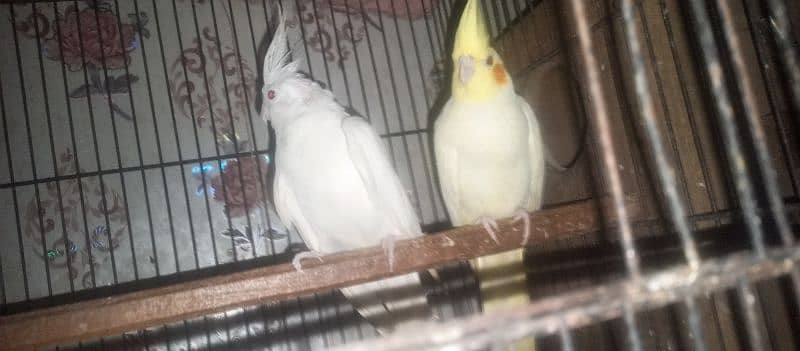 cocktails breeder pair for sale 4