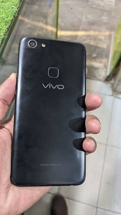 vivo