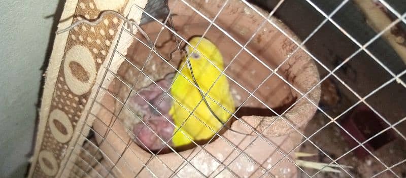 Budgies pair with chicks 0