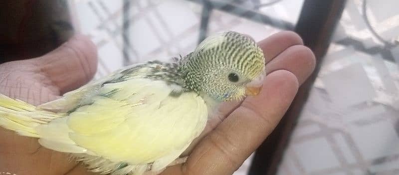 Budgies pair with chicks 1