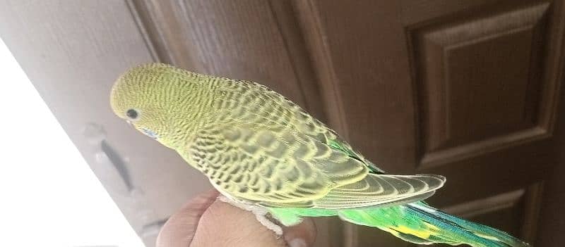 Budgies pair with chicks 2