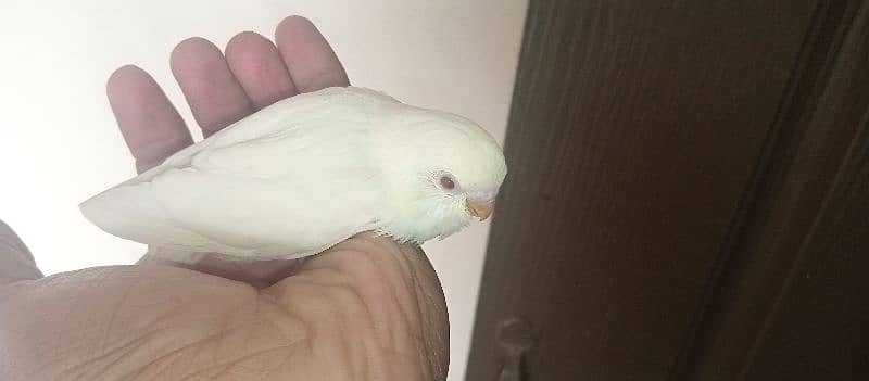 Budgies pair with chicks 3