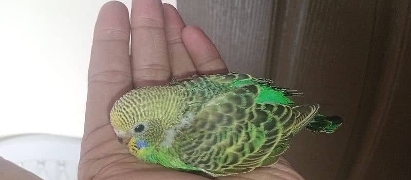 Budgies pair with chicks 4