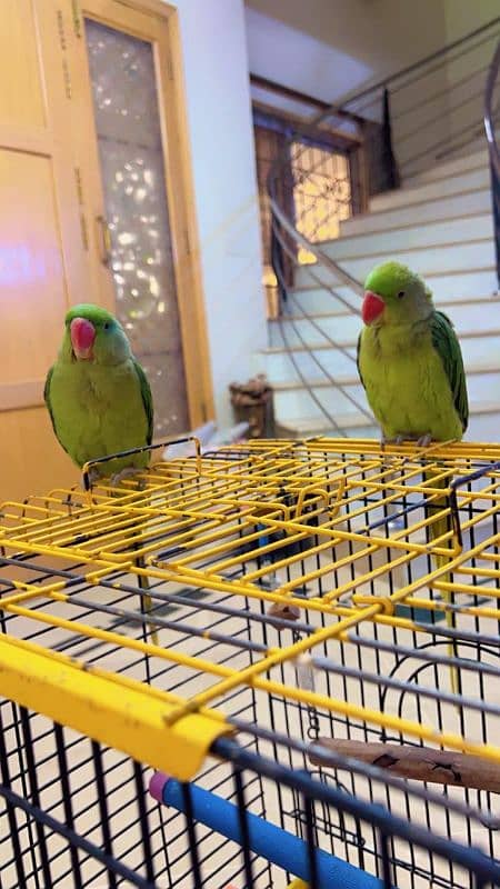 Raw parrots pair for sale 0