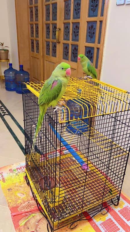 Raw parrots pair for sale 1