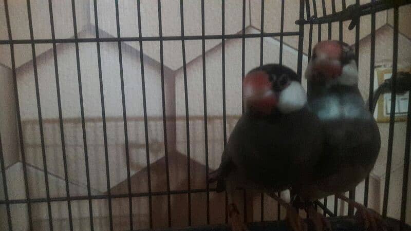 lovebirds or java breeding  box and pairs 1