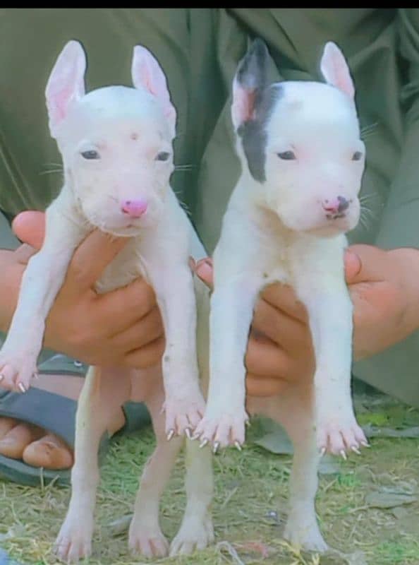 Guwahati dog Paver quality pair for sale available 2 month family dog 0