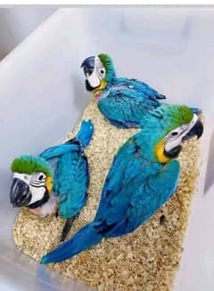 blue macaw parrot chicks for sale good looking good health 03144646382