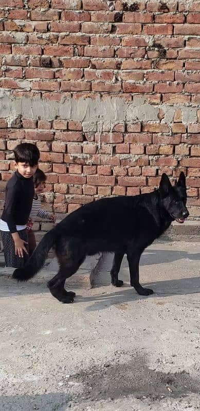 Black German Shepherd For Sale 2