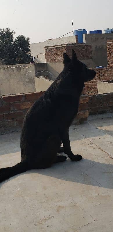 Black German Shepherd For Sale 3