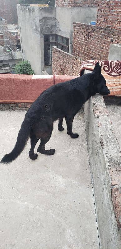 Black German Shepherd For Sale 5