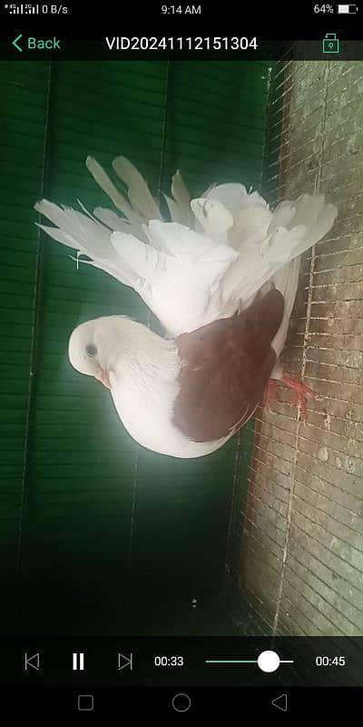 0342.4552734 watsap no hy pigeon urgant sale 1