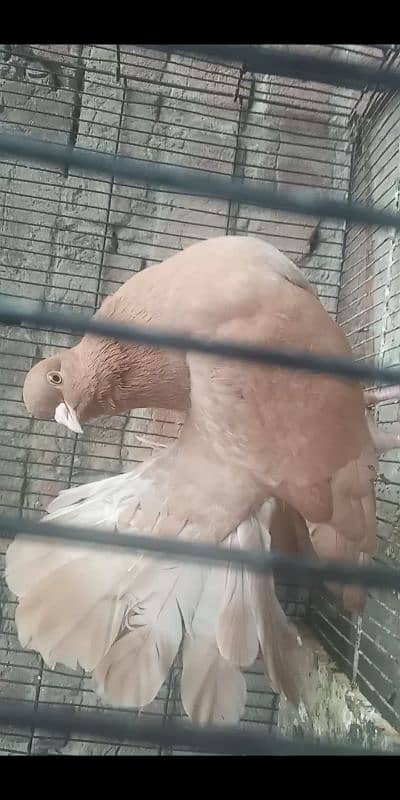 0342.4552734 watsap no hy pigeon urgant sale 5