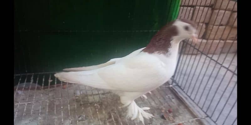 0342.4552734 watsap no hy pigeon urgant sale 7