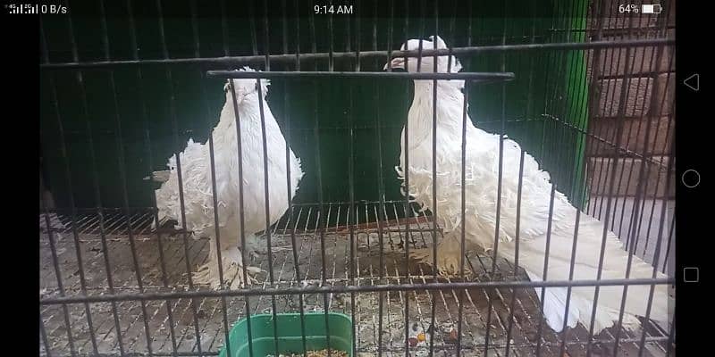 0342.4552734 watsap no hy pigeon urgant sale 9