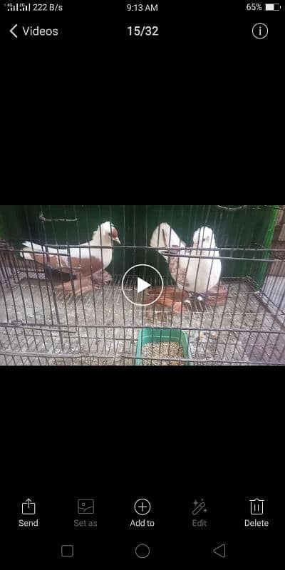 0342.4552734 watsap no hy pigeon urgant sale 10