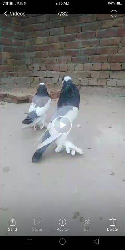 0342.4552734 watsap no hy pigeon urgant sale 11