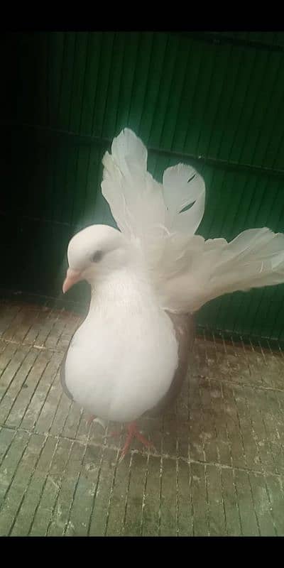 0342.4552734 watsap no hy pigeon urgant sale 16