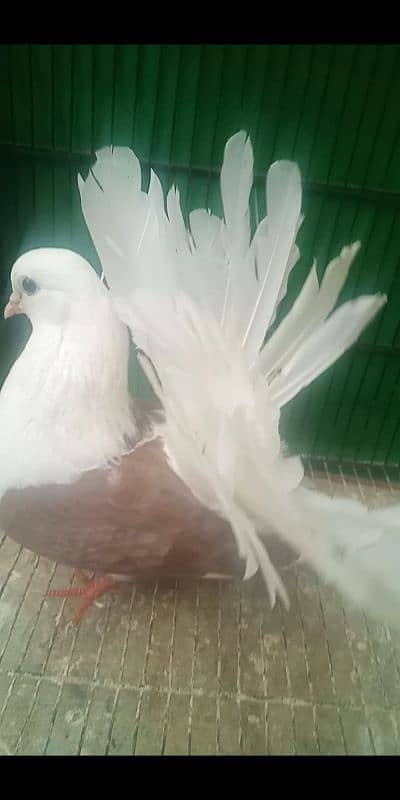 0342.4552734 watsap no hy pigeon urgant sale 19