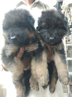 German shepherd puppies