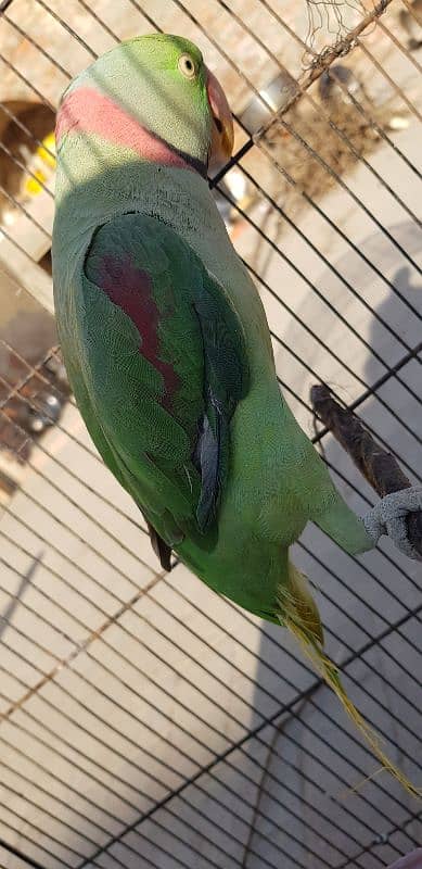 Kashmir raw parrot /message only WhatsApp 03 266325561 1