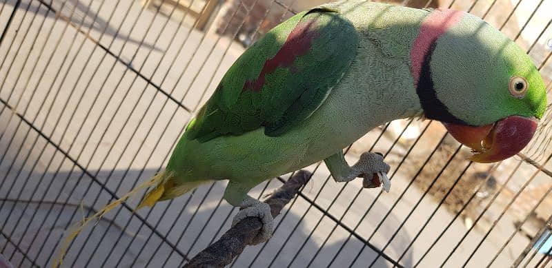 Kashmir raw parrot /message only WhatsApp 03 266325561 2