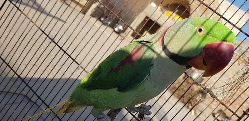 Kashmir raw parrot /message only WhatsApp 03 266325561 3