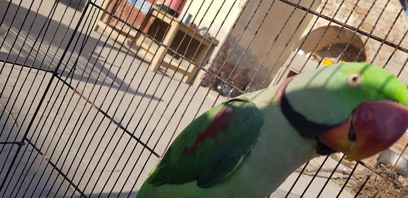 Kashmir raw parrot /message only WhatsApp 03 266325561 4