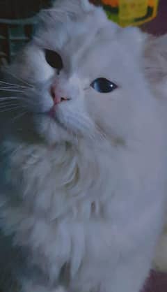 white triple coated fluffy healthy cat blue eyes 12k urgent sale