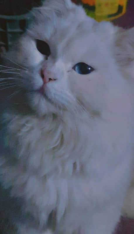 white triple coated fluffy healthy cat blue eyes 12k urgent sale 0