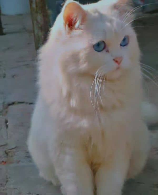 white triple coated fluffy healthy cat blue eyes 12k urgent sale 1