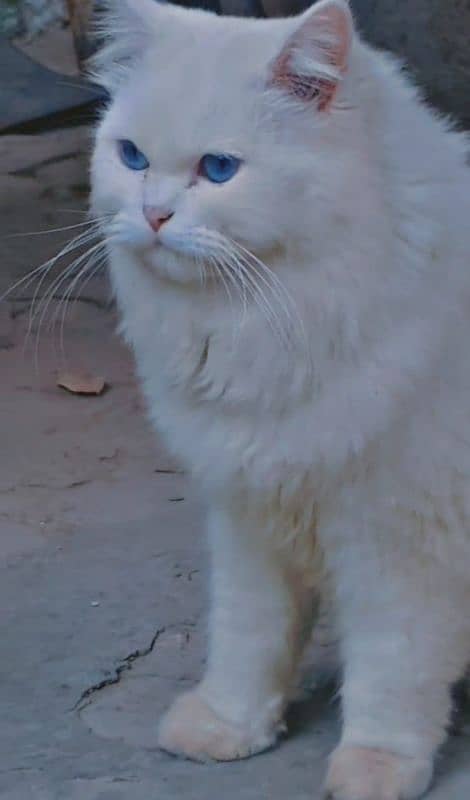 white triple coated fluffy healthy cat blue eyes 12k urgent sale 2