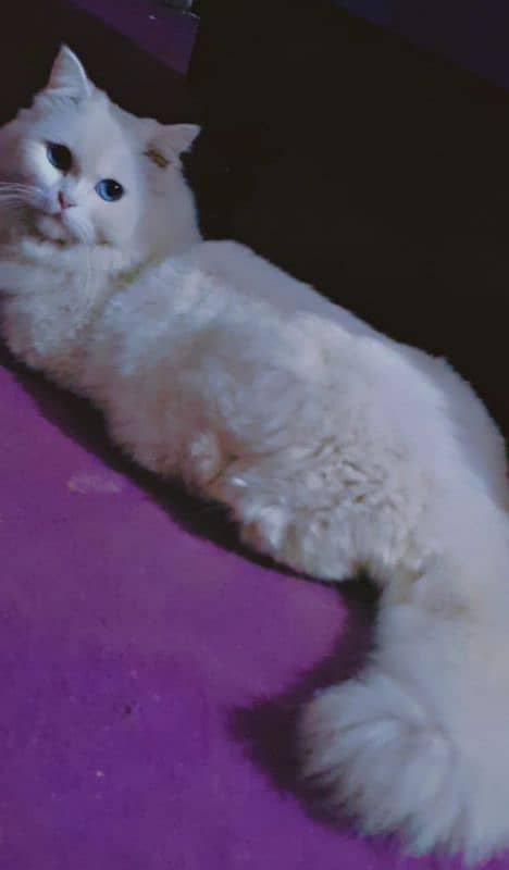 white triple coated fluffy healthy cat blue eyes 12k urgent sale 3