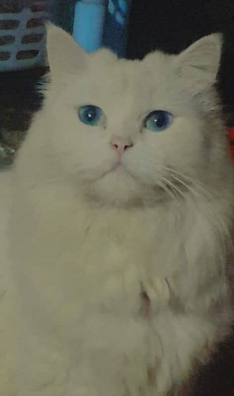 white triple coated fluffy healthy cat blue eyes 12k urgent sale 4