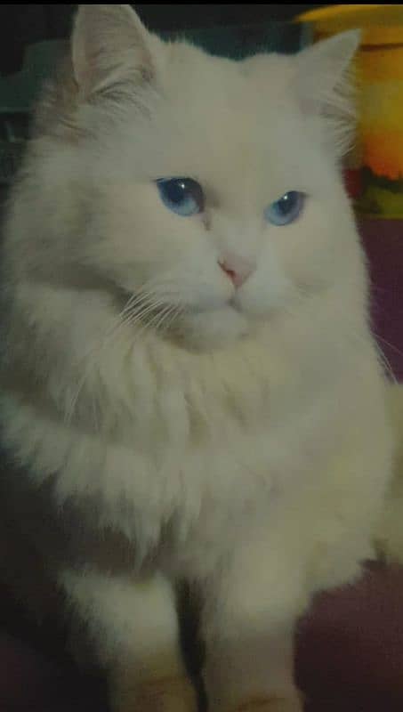 white triple coated fluffy healthy cat blue eyes 12k urgent sale 5