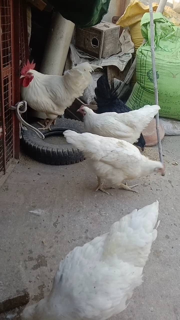 White & black Australorp hens 03464668249 0