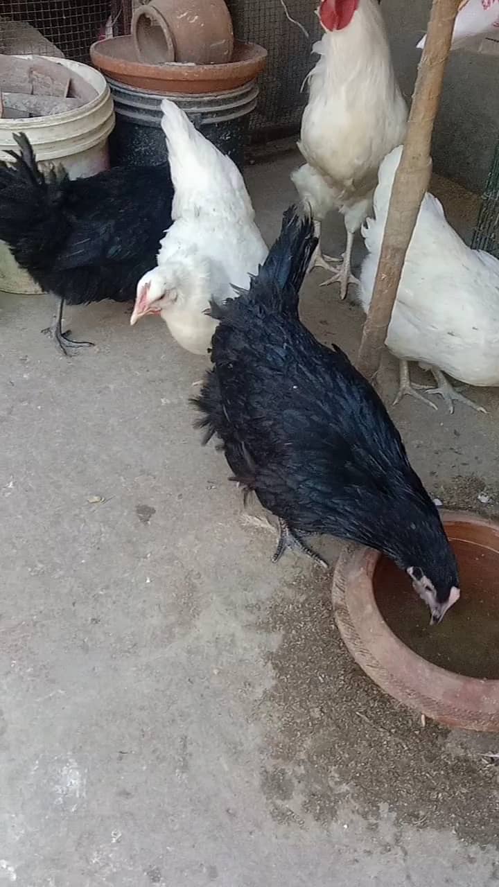 White & black Australorp hens 03464668249 1