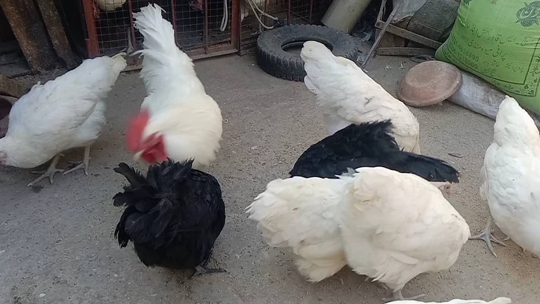 White & black Australorp hens 03464668249 3