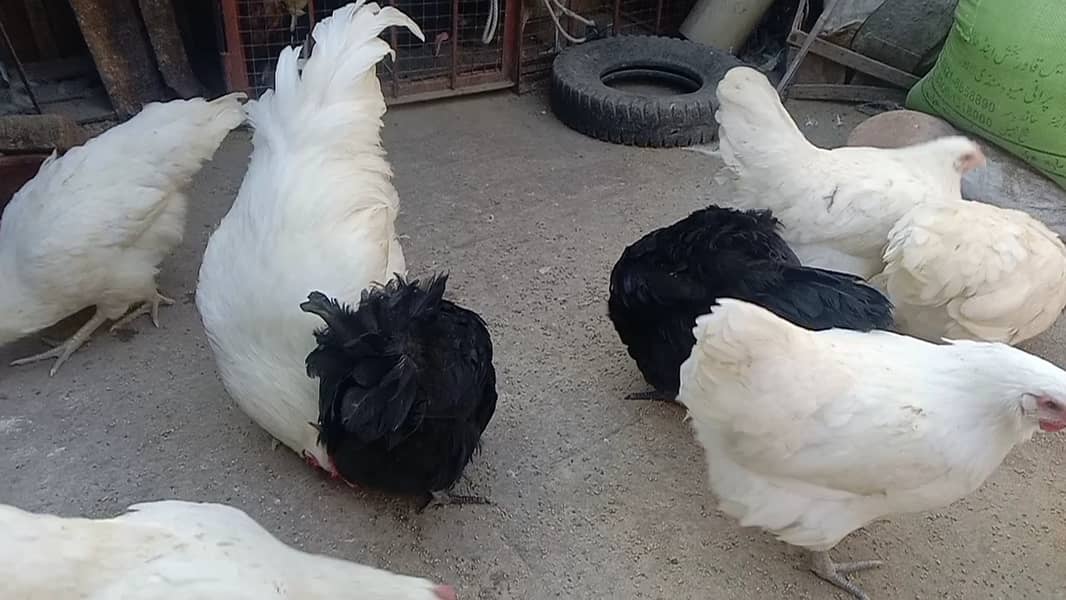 White & black Australorp hens 03464668249 5