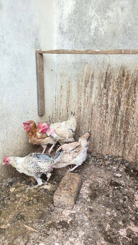 Egg laying hens 0