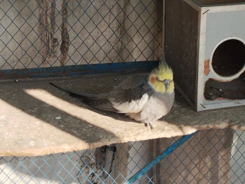 healthy parrot for sale 2