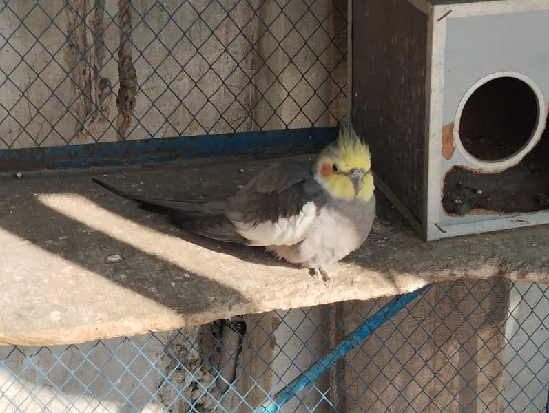 healthy parrot for sale 3