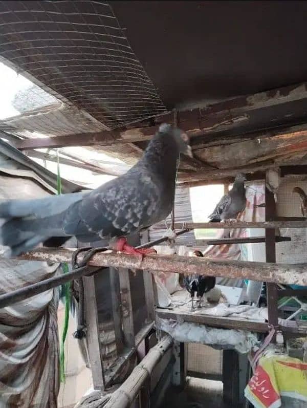 13+2 kids pigeons for sale only in 3500 0