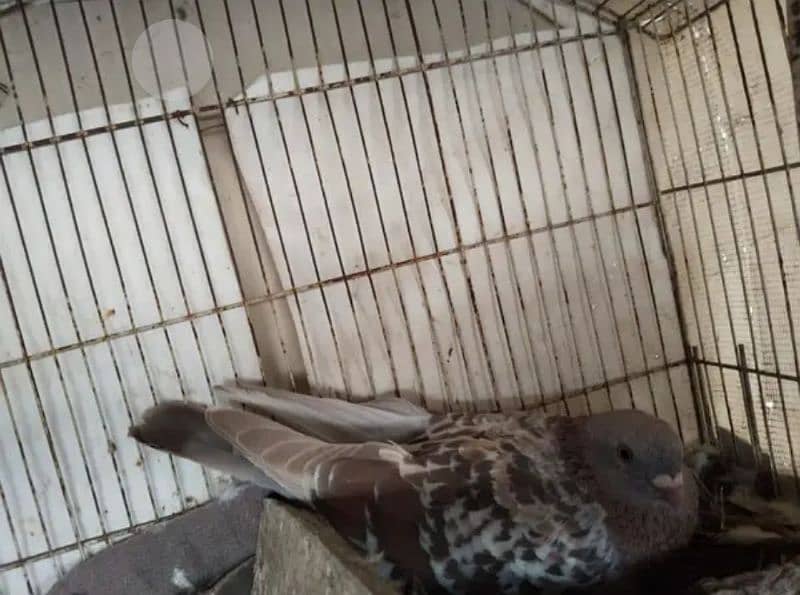 13+2 kids pigeons for sale only in 3500 1