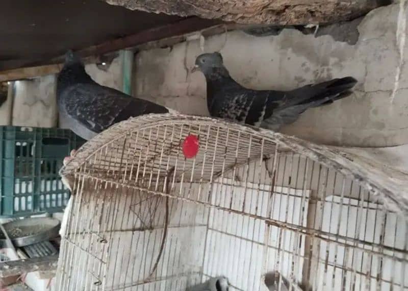 13+2 kids pigeons for sale only in 3500 2