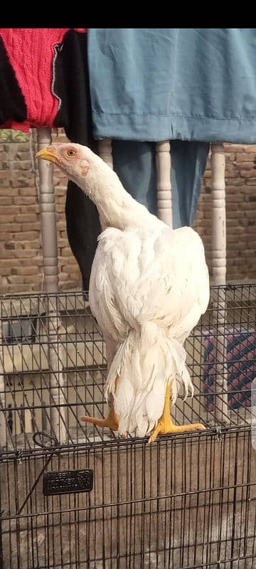 Aseel Heera chicks | Heera Pair | home aseel paper white 0