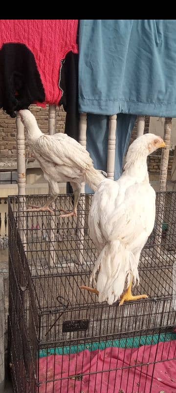 Aseel Heera chicks | Heera Pair | home aseel paper white 3