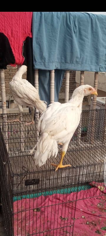 Aseel Heera chicks | Heera Pair | home aseel paper white 4