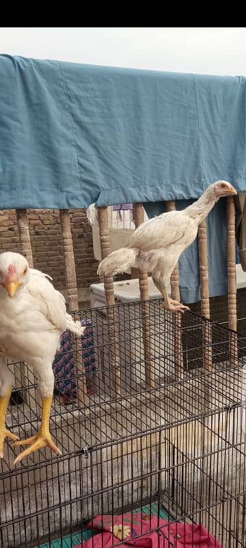 Aseel Heera chicks | Heera Pair | home aseel paper white 5